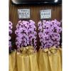 粉色出租蘭花(限殯儀館內告別式單場)-出貨照片