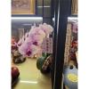 靈桌小蘭花-出貨照片