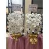白色出租蘭花(限殯儀館內告別式單場)-出貨照片