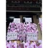 粉色出租蘭花(限殯儀館內告別式單場)-出貨照片