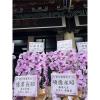 粉色出租蘭花(限殯儀館內告別式單場)-出貨照片