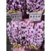 粉色出租蘭花(限殯儀館內告別式單場)-出貨照片