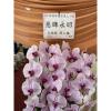 粉色出租蘭花(限殯儀館內告別式單場)基殯、桃殯、中壢殯-出貨照片
