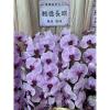 粉色出租蘭花(限殯儀館內告別式單場)基殯、桃殯、中壢殯-出貨照片