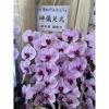 粉色出租蘭花(限殯儀館內告別式單場)基殯、桃殯、中壢殯-出貨照片
