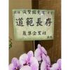 5株桌上型蘭花(粉色)-出貨照片