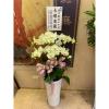 6株蘭花(黃色)-出貨照片
