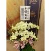 6株蘭花(黃色)-出貨照片