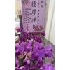 6株蘭花(粉或紅色)-出貨照片