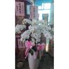 10株雙色蘭花(白色)-出貨照片