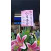 典雅高架花籃C款(不挑款式隨機出貨)-出貨照片