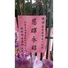 6株落地蘭花(粉色)-出貨照片