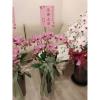 5株粉色蘭花盆-出貨照片