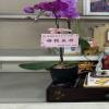 靈前小蘭花-出貨照片