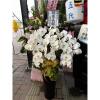 6株白色高盆蝴蝶蘭-出貨照片