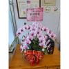 5株桌上型蘭花(粉色)-出貨照片