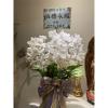 5株桌上型蘭花(白色)-出貨照片
