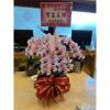 5株桌上型蘭花(粉色)-出貨照片