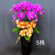 5株蘭花盆景-台北,新北(紅或粉)