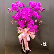 7株蘭花盆景-基隆新北桃園(紅或粉)