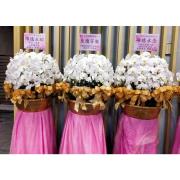 200cm帝王蘭花-基隆桃園（白）單...