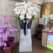 200cm霸王蘭花-台北,新北（白）...