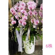 6株蘭花盆景-金山、三芝、石門(粉)