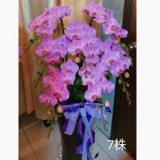 7株蘭花盆景-金山、三芝、石門(粉或...