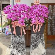 200cm租用霸王蘭花（粉）(限殯儀...