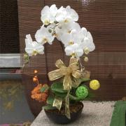 3株桌上型靈前蘭花-白色(殯儀館內及...