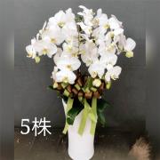 5株高盆蘭花(白)