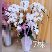 7株高盆蘭花(白)