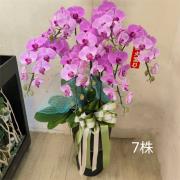 7株高盆蘭花(粉)