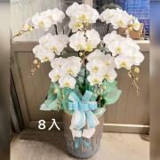 蘭花(白)8株