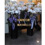 11株白色高盆蘭花-40