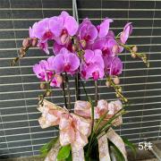 5株蘭花(粉)