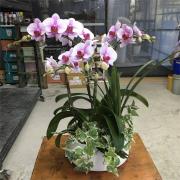2株桌上型蘭花(粉)
