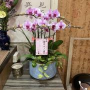 3株桌上型蘭花(粉)