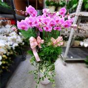 9株蘭花(粉) (萬里,瑞芳,貢寮)