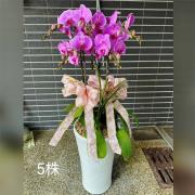 5株蘭花(粉) (金山,雙溪,平溪)