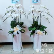 7株蘭花盆景(白)