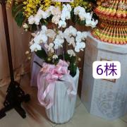 6株蘭花盆景(白)