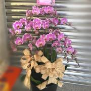 10株粉色蘭花