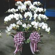 17株白色蘭花