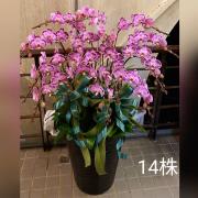 14株粉色蘭花