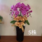 5株粉色蘭花
