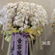 36株大球型蘭花