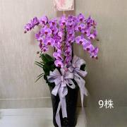 9株粉色蘭花