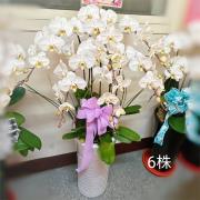 6株白色蘭花