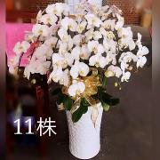 11株白色蘭花